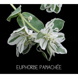 Euphorbe panachée - EUPHORBIA VARIÉGATA