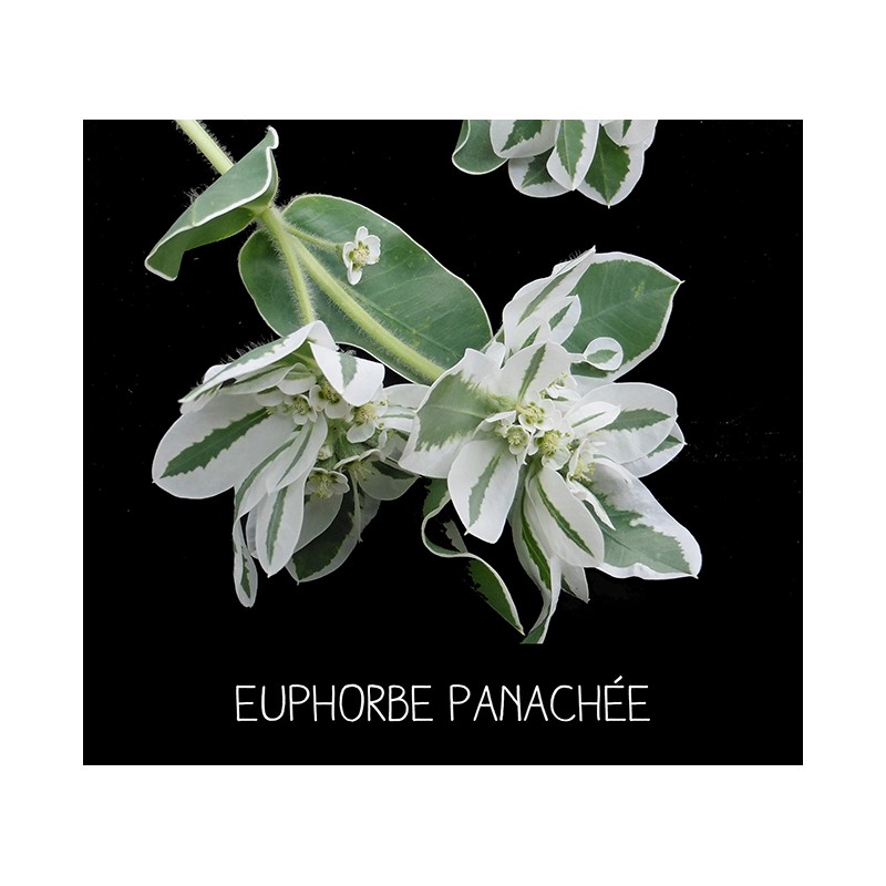 Euphorbe panachée - EUPHORBIA VARIÉGATA