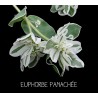 Euphorbe panachée - EUPHORBIA VARIÉGATA