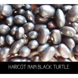 Haricot nain black turtle (type coco)