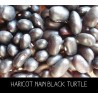 Haricot nain black turtle (type coco)