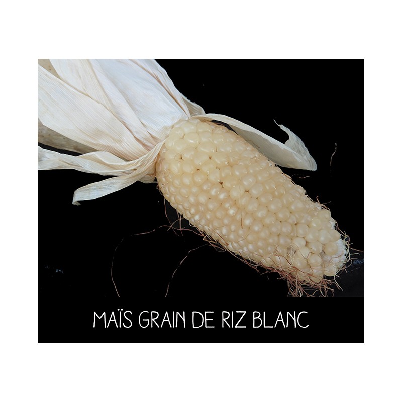 Maïs grain de riz blanc