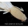 Maïs grain de riz blanc