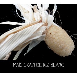 Maïs grain de riz blanc