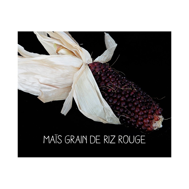 Maïs grain de riz rouge