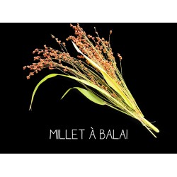 Millet à balai - SORGHUM BICOLOR