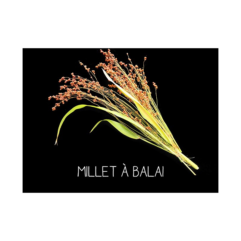 Millet à balai - SORGHUM BICOLOR