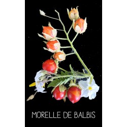 Morelle de Balbis ou tomate «litchi»