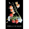 Morelle de Balbis ou tomate «litchi»