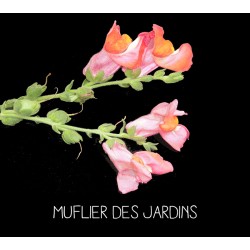 Muflier des jardins - ANTIRRHINUM MAJUS