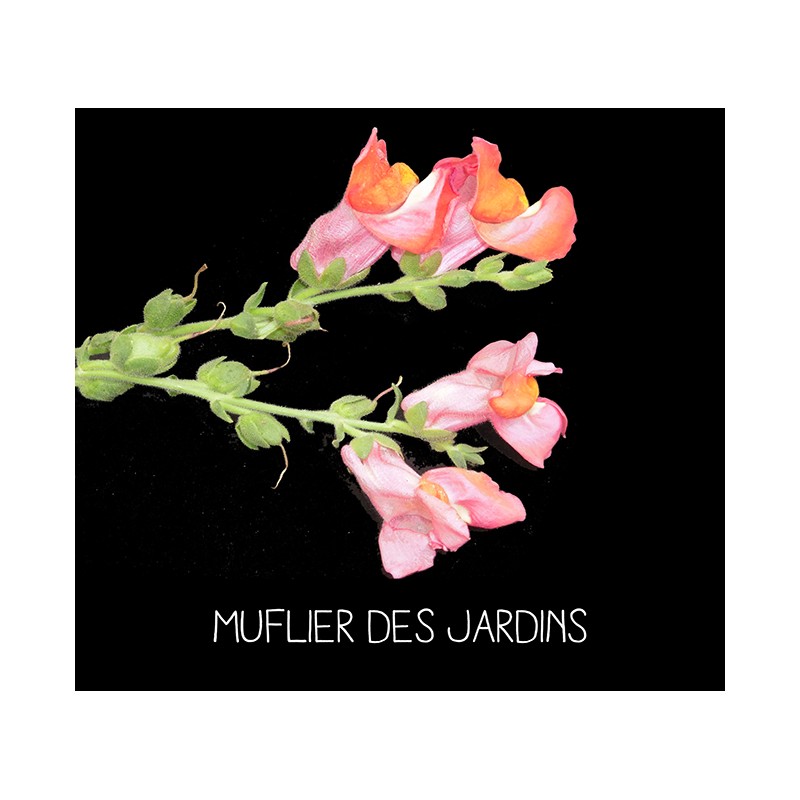 Muflier des jardins - ANTIRRHINUM MAJUS