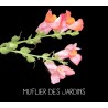 Muflier des jardins - ANTIRRHINUM MAJUS