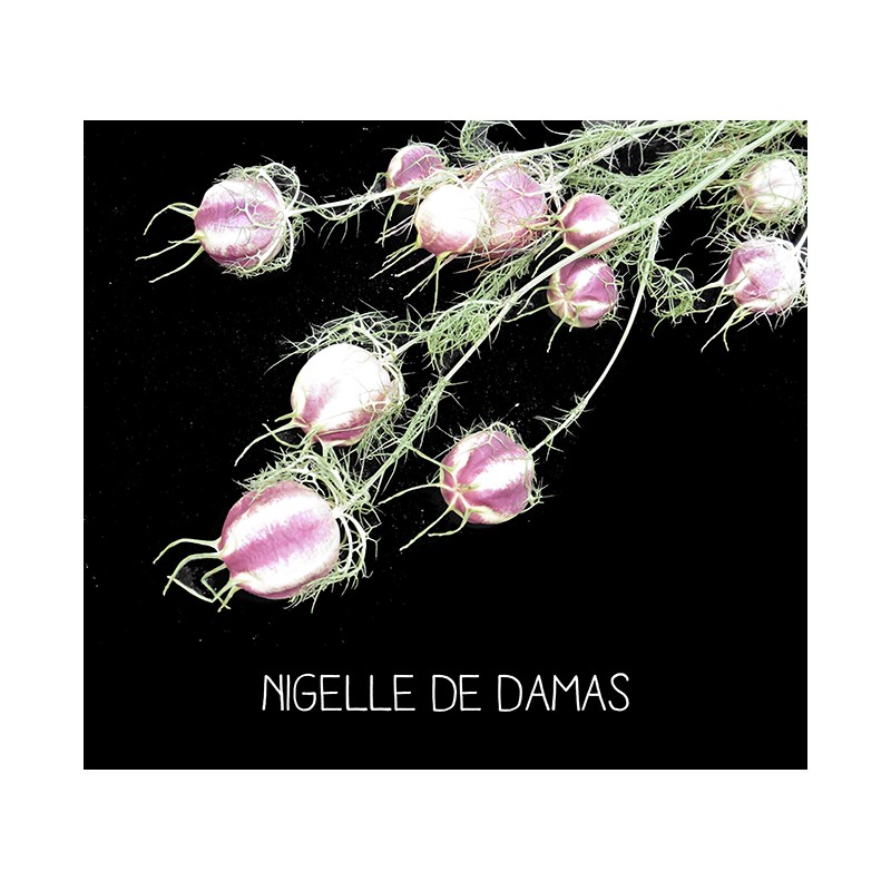 Nigelle de Damas - NIGELL A DAMASICA