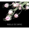 Nigelle de Damas - NIGELL A DAMASICA