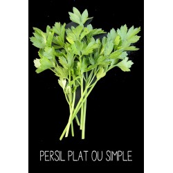 Persil plat ou simple - PETROSELINUM SATIVUM