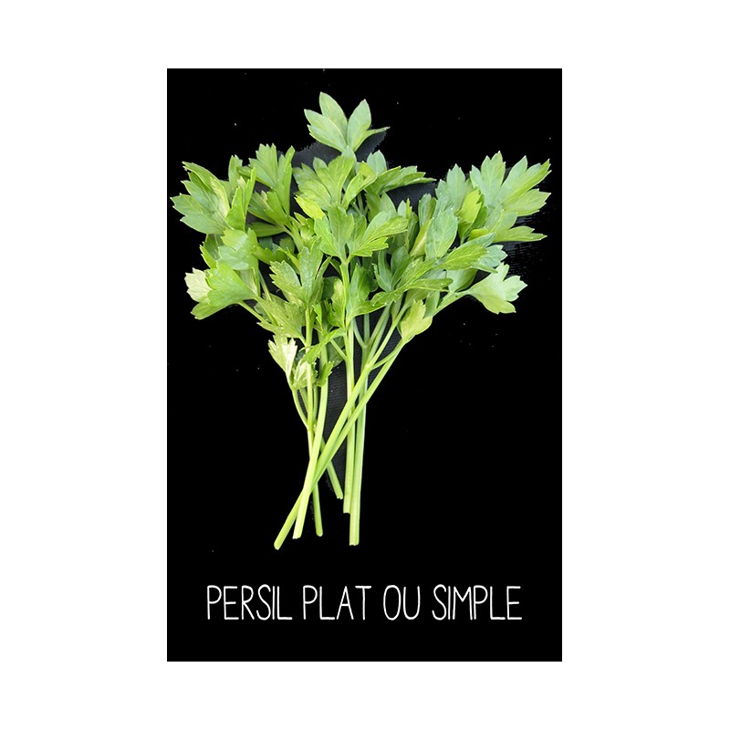 Persil plat ou simple - PETROSELINUM SATIVUM