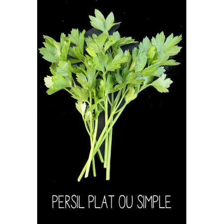 Persil plat ou simple - PETROSELINUM SATIVUM