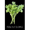 Persil plat ou simple - PETROSELINUM SATIVUM