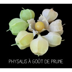 Physalis à goût de prune