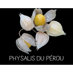 Physalis du Pérou