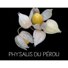 Physalis du Pérou