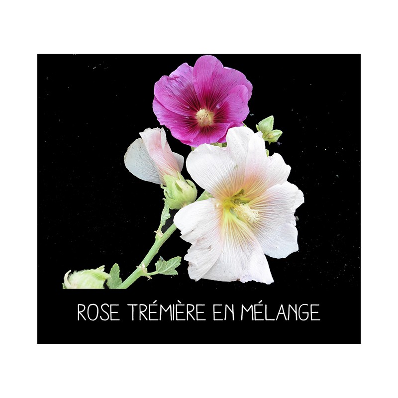 Rose trémière en mélange