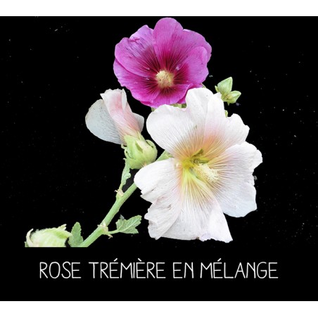 Rose trémière en mélange