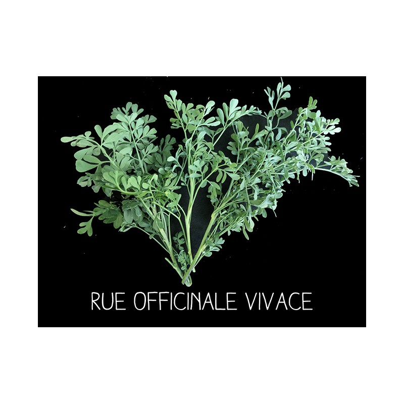 Rue officinale vivace