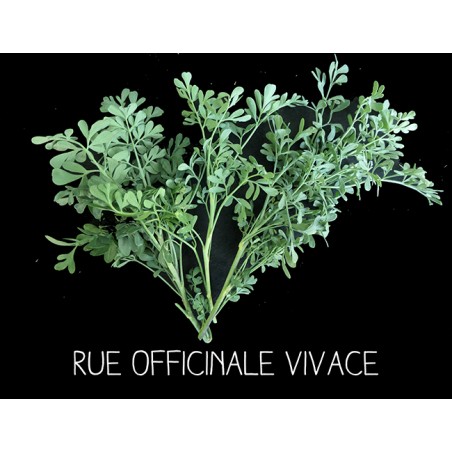 Rue officinale vivace