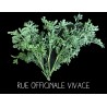 Rue officinale vivace