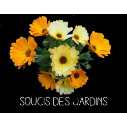 Soucis des jardins - CALENDULA OFFICINALIS