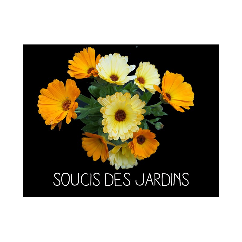 Soucis des jardins - CALENDULA OFFICINALIS