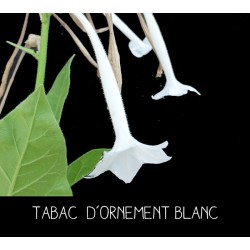 Tabac blanc d’ornement - NICOTINIA SUAVEOLENS
