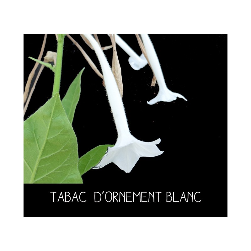 Tabac blanc d’ornement - NICOTINIA SUAVEOLENS