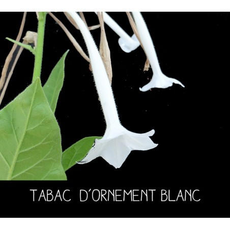 Tabac blanc d’ornement - NICOTINIA SUAVEOLENS