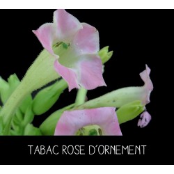 Tabac rose d’ornement - NICOTANIA SUAVEOLENS