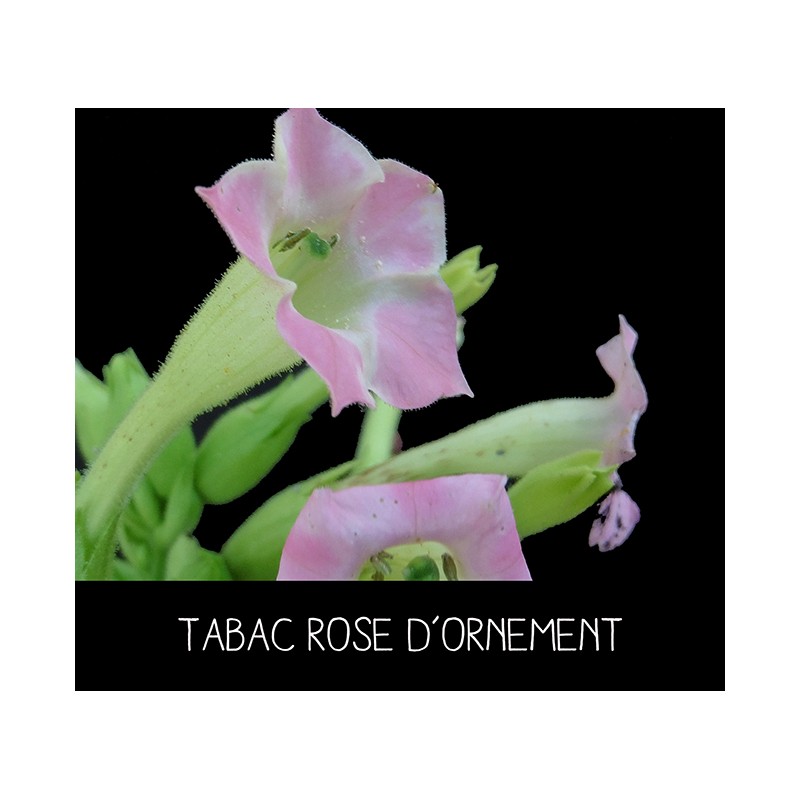 Tabac rose d’ornement - NICOTANIA SUAVEOLENS