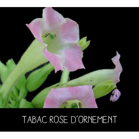Tabac rose d’ornement - NICOTANIA SUAVEOLENS