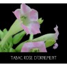 Tabac rose d’ornement - NICOTANIA SUAVEOLENS