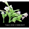 Tabac rose d’ornement - NICOTANIA SUAVEOLENS