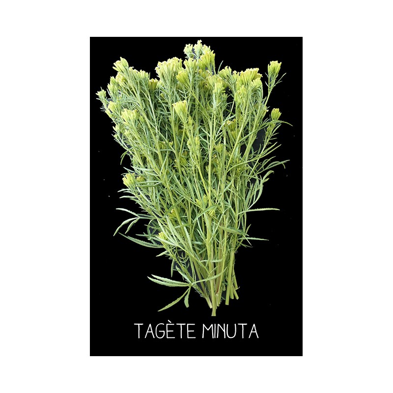 Tagète minuta