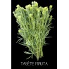 Tagète minuta