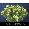 Tagète minuta