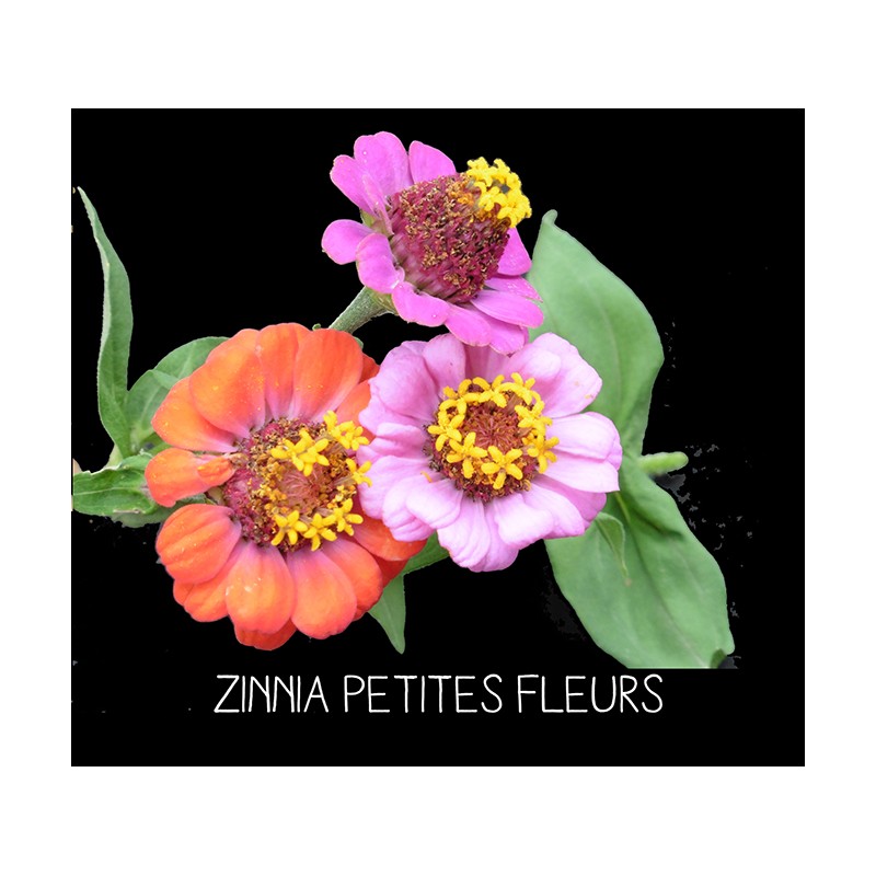 Zinnia Petites fleurs