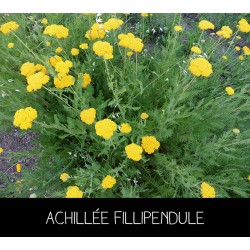 Achillée fillipendule - ACHILLEA FILLIPENDUL A