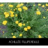 Achillée fillipendule - ACHILLEA FILLIPENDUL A