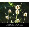 Cardère sauvage - DISPACUS SYLVESTRIS