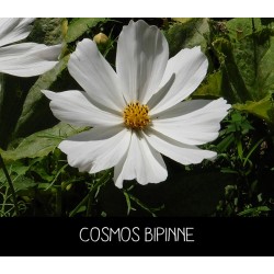 Cosmos Bipinne blanc- COSMOS BIPINNATUS