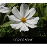 Cosmos Bipinne blanc- COSMOS BIPINNATUS