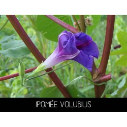 Ipomée volubilis - IPOMEA PURPUREA